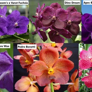 Premium Vanda Orchids Choose Free Shipping image 6