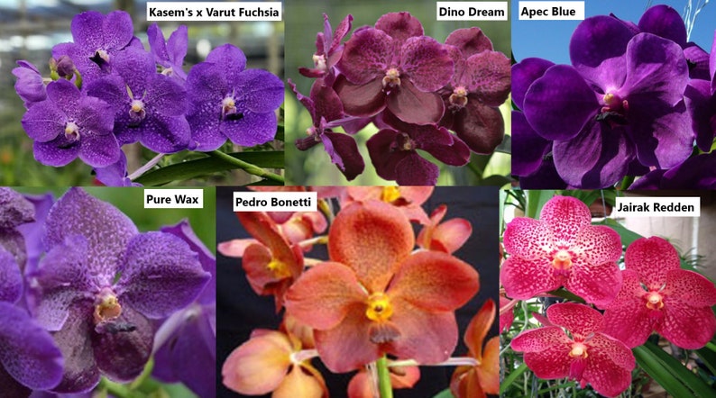 Premium Vanda Orchids Choose Free Shipping image 6