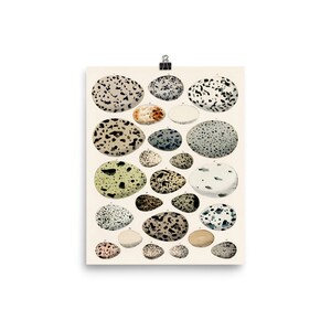 Vintage Egg Illustration