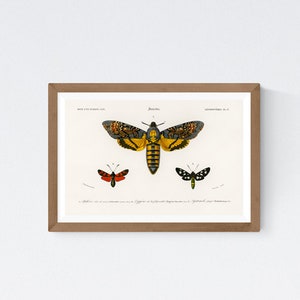 Lepidopteres PL. 17 Collection of Moths 1892 Illustration by Charles Dessalines D' Orbigny - Entomology/ Butterfly/ Insect Giclée Art Print