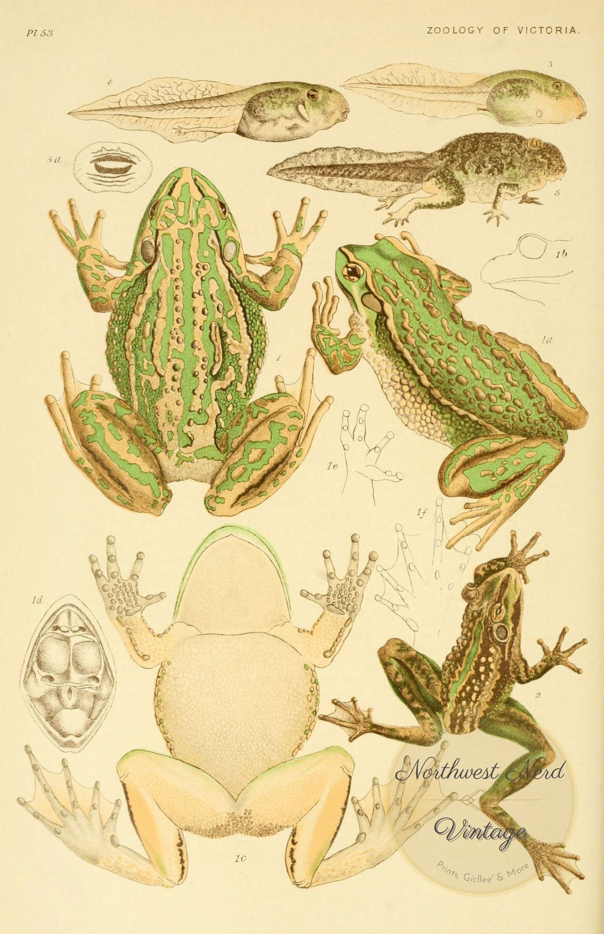 Scientific Illustration PrintsLife Cycle Of Frogs/ Natural Etsy