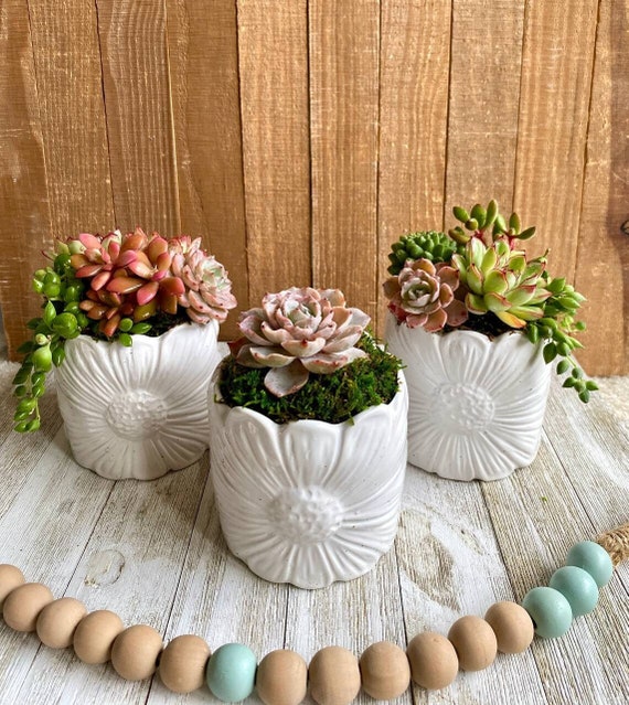 pencil.cactus Buy Euphorbia Pencil Tree Cactus