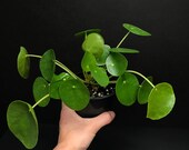 Pilea peperomioides - Chinese Money Plant