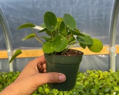 Pilea peperomioides - Chinese Money Plant