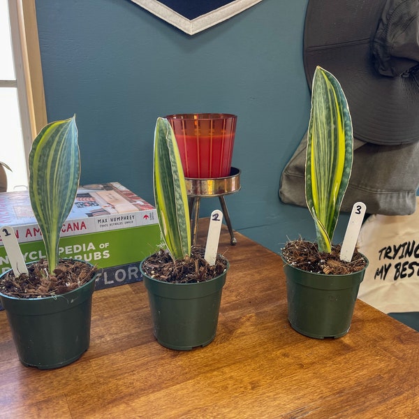 Sansevieria masoniana 'variegata' - Variegated Whale Fin