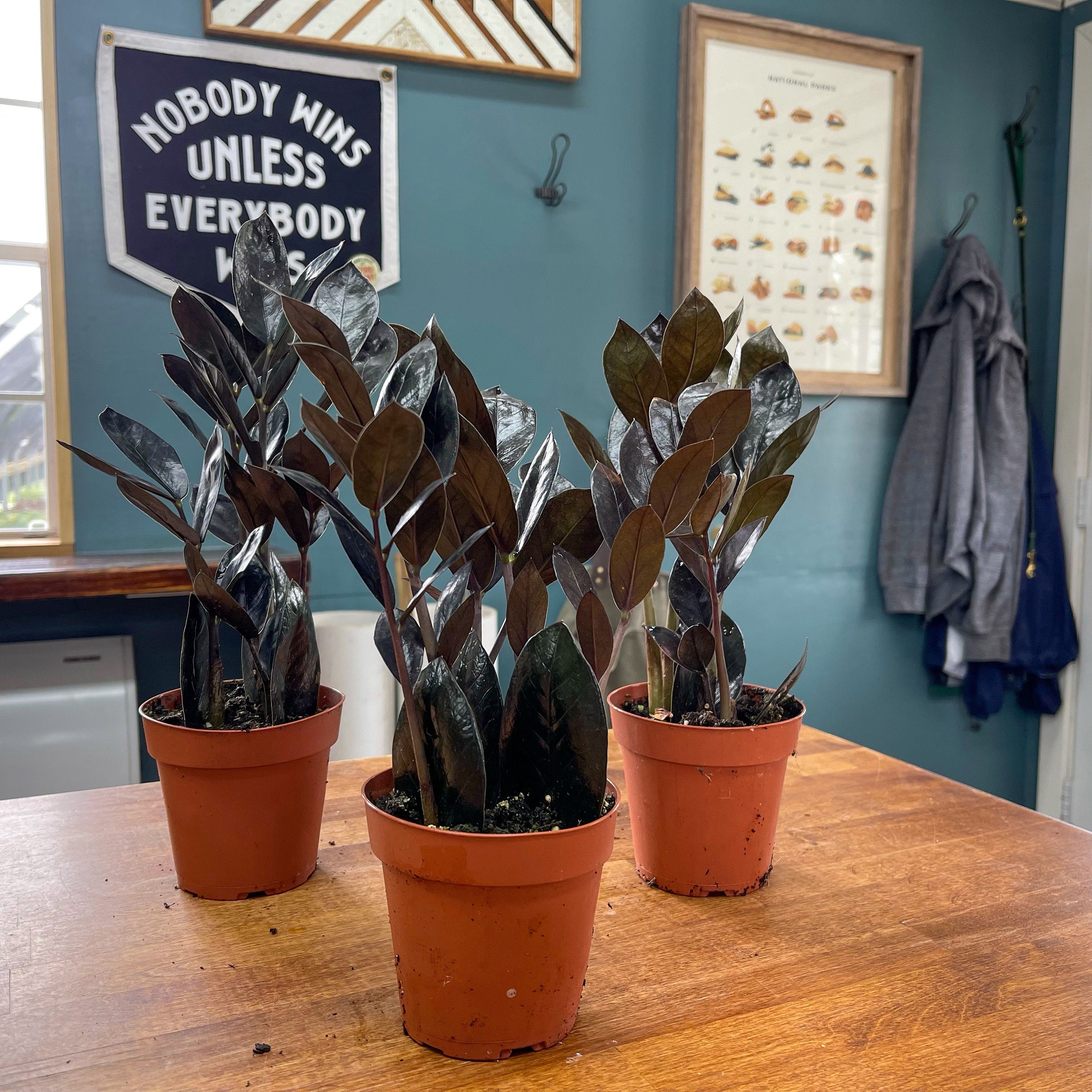 Zamioculcas ‘Oscura’™