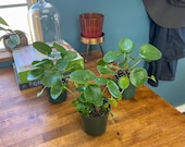 Pilea peperomioides - Chinese Money Plant