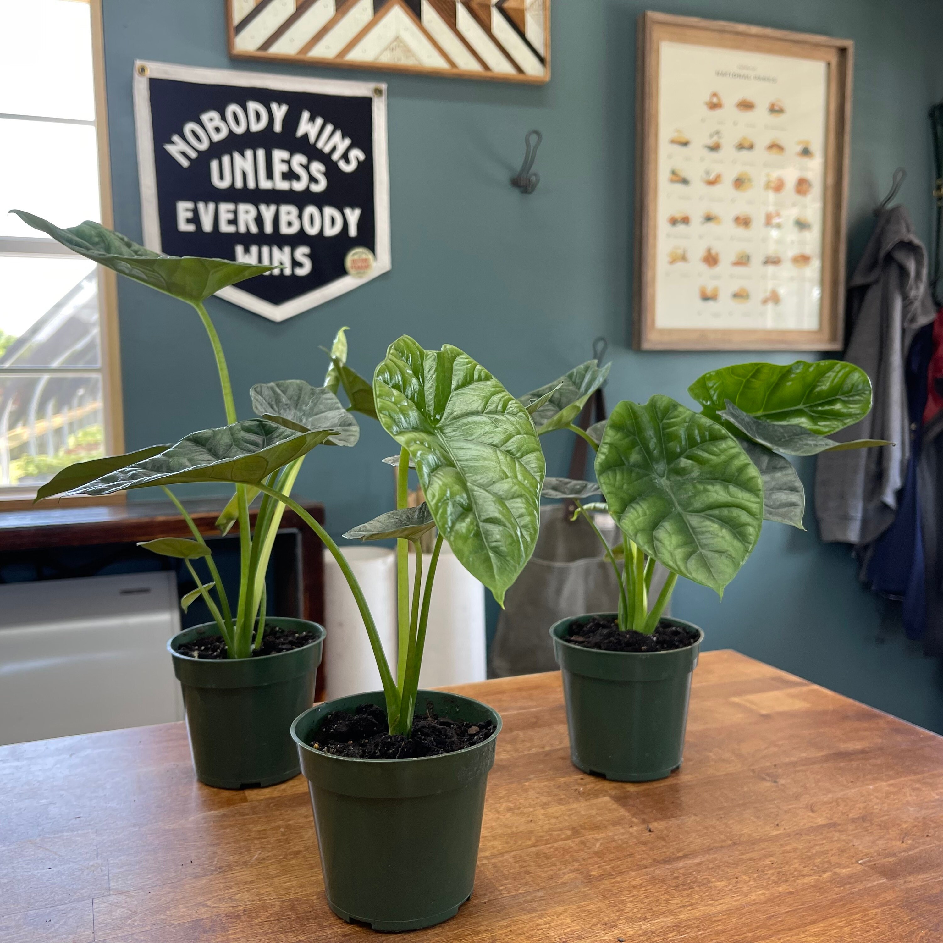 Alocasia sinuata ‘Quilted Dreams’