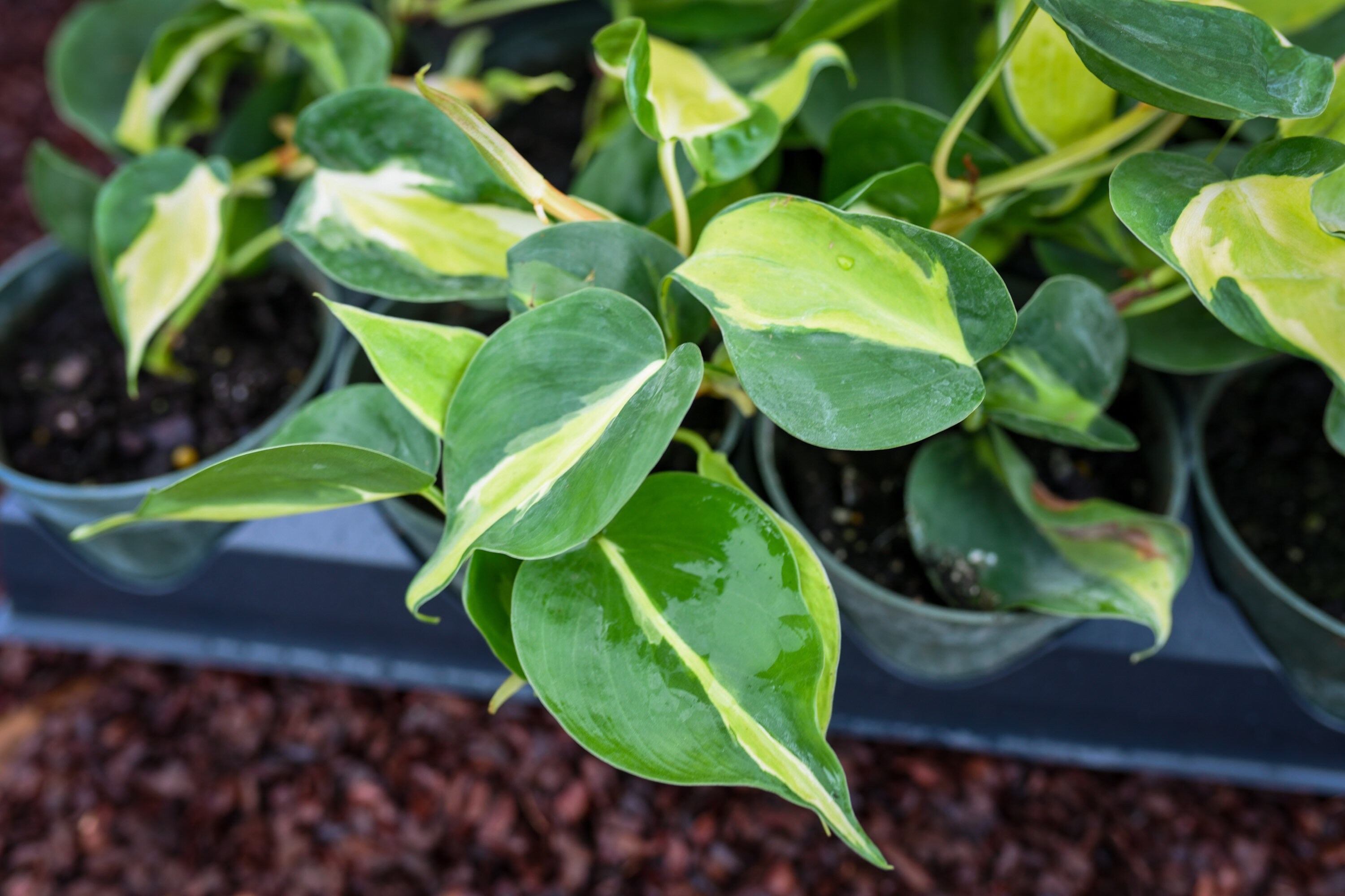 Philodendron Cream Splash Etsy Singapore