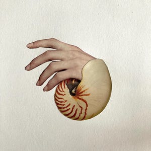 May include: A nautilus shell with a hand emerging from it. The shell is cream-colored with reddish-brown stripes. The hand is positioned as if holding the shell. The background is plain white.