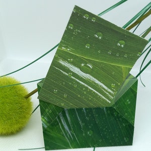 Enveloppe_  NATURE avec sa carte de voeux assortie, enveloppe cadeau, enveloppe remerciements