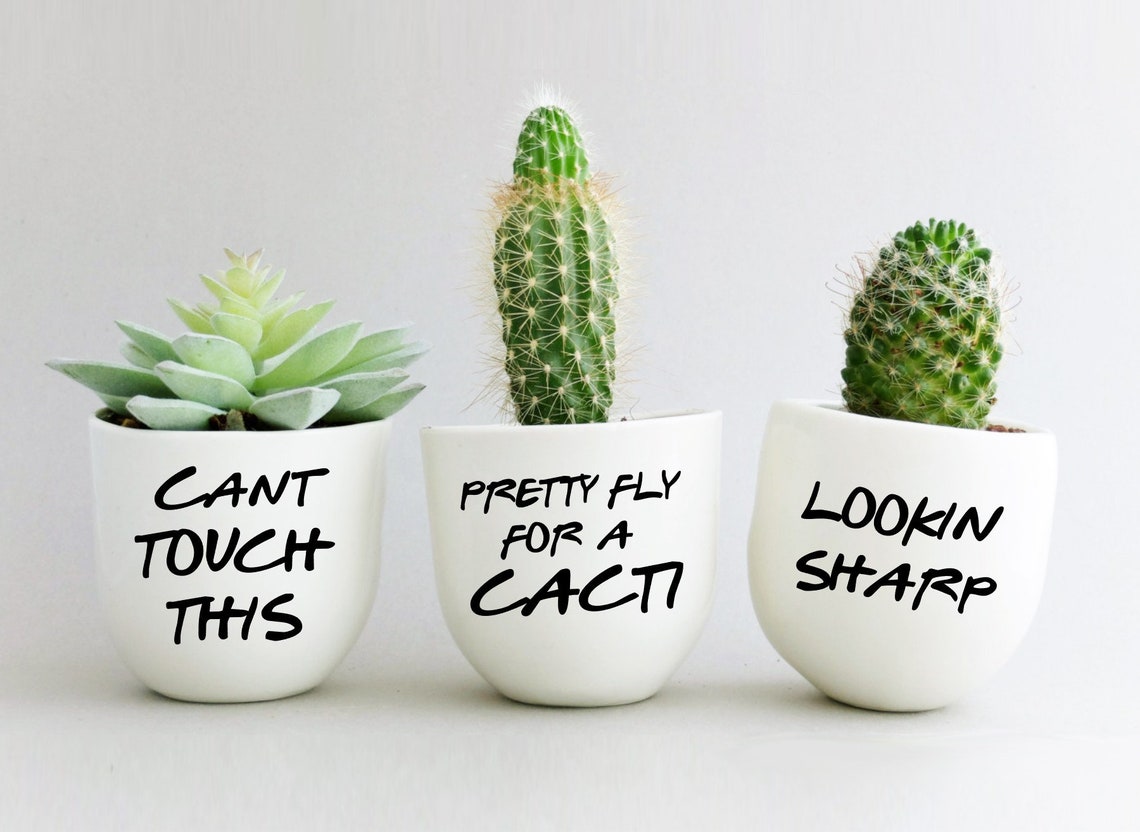 ️ 130 Funny Cactus Puns That’ll Prickle You Hi Miss Puff