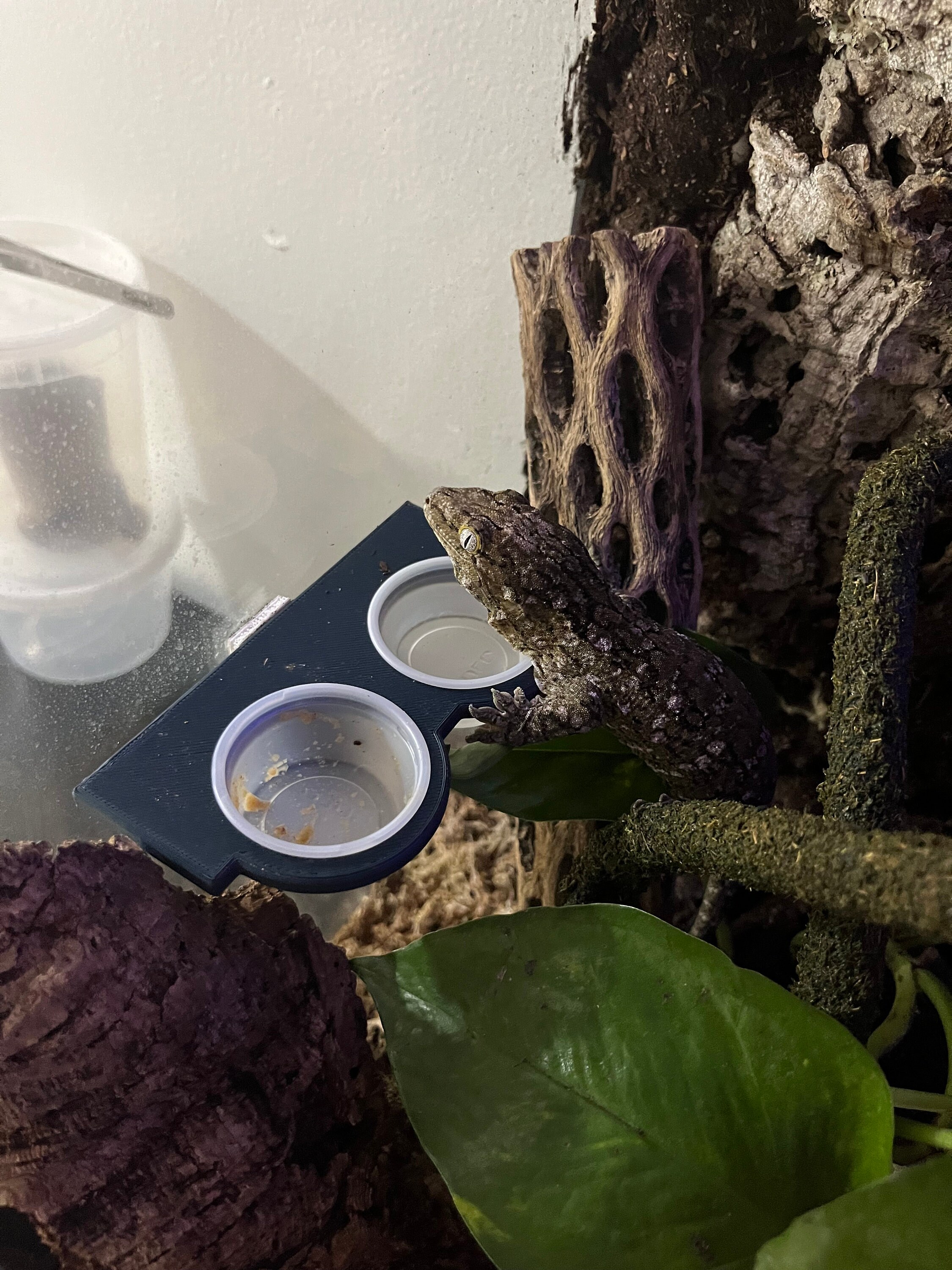 Gecko Food Double Cup Ledge large - Etsy