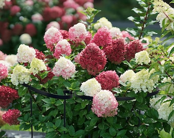 Plant Support, Plant Holder for peonies, hydrangeas, roses, any plant with long stem that need that extra support.  21” W x 37” H