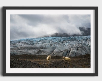 Icelandic Sheeps Print, Glecier Photo Print, Iceland Nature, Fine Art Decor, Landscape Print, Giclée,