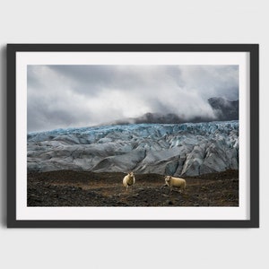 Stampa di pecore islandesi, stampa fotografica Glecier, natura islandese, decorazioni d'arte, stampa paesaggistica, Giclée,