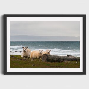 Pecore islandesi, Paesaggio balneare, Natura islandese, Stampa paesaggistica d'arte, Stampa minimalista, Regalo dall'Islanda, Giclée