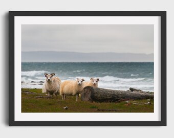 Icelandic Sheeps, Seaside Landscape, Iceland Nature, Fine Art Landscape Print, Minimalist Print, Gift from Iceland, Giclée