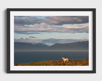 Icelandic White Horse, Iceland Nature, Wall Decor, Fine Art Print, Giclée, Iceladic Landscape Gift, Scandinavian Landscape