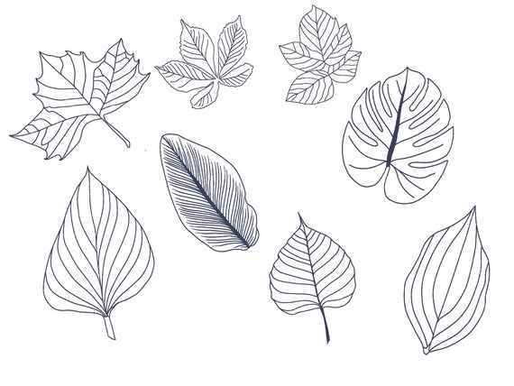 Brushes For iPad Set Of 15 Leaves Stamp Brushes For Procreate Tree Leaves Stamps for Illustration and Graphic Design