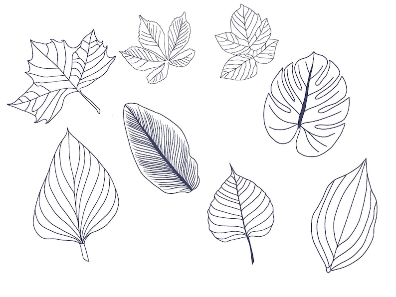 Brushes For iPad Set Of 15 Leaves Stamp Brushes For Procreate Tree Leaves Stamps for Illustration and Graphic Design