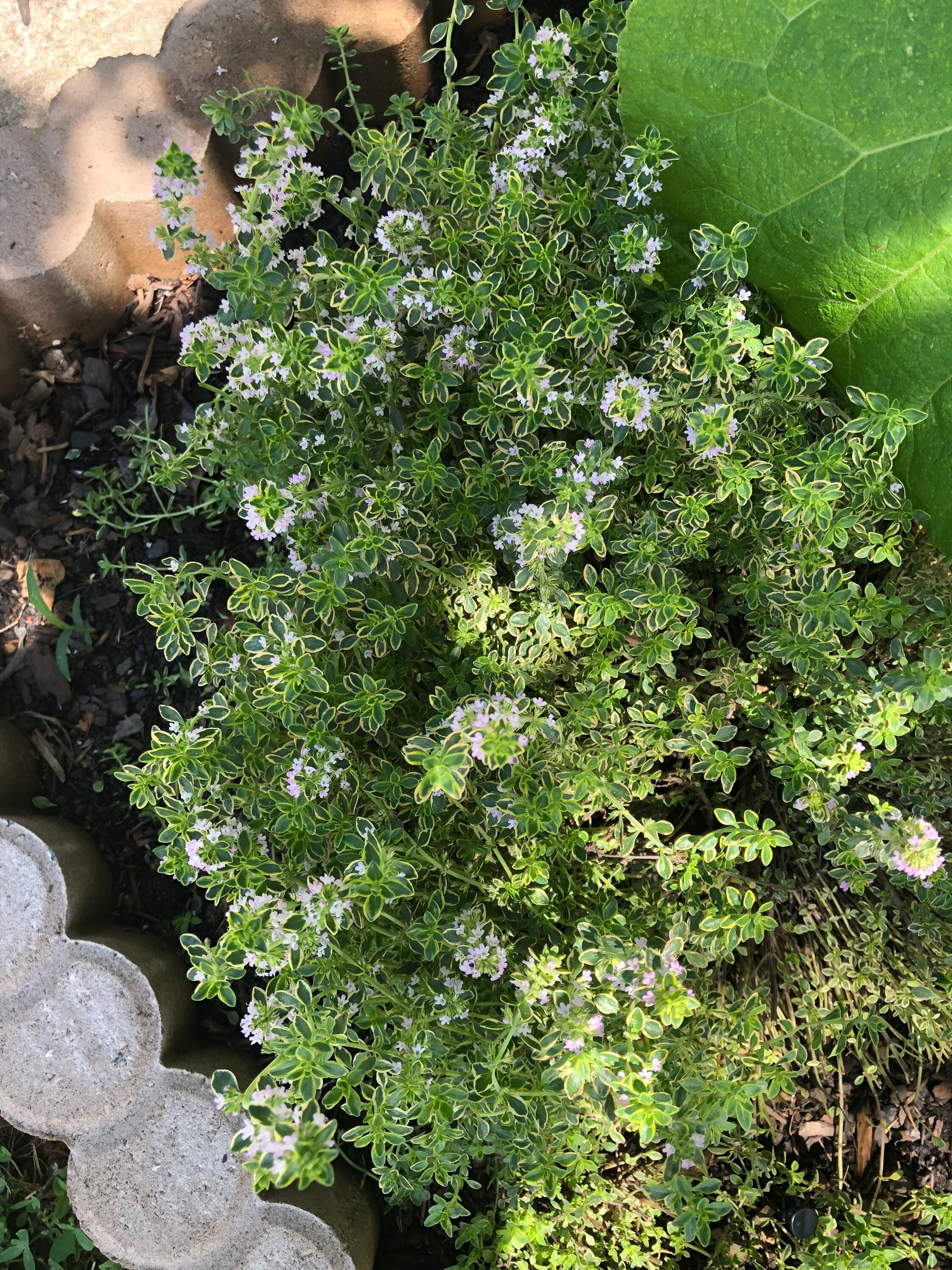 Dried organic Lemon Thyme Etsy