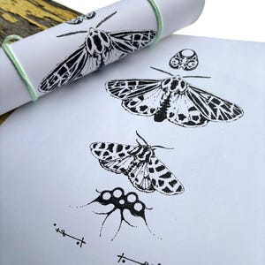 tiger moth poster 11” x 17”