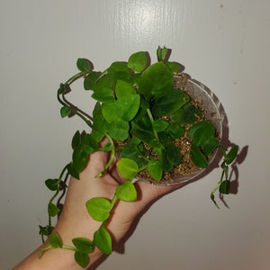 Rhaphidophora hayi rooted cuttings in vermiculite