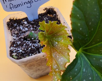 Begonia maculata ‘Flamingo Queen’ in a 2 in pot new leaves