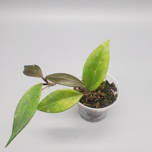 Hoya Pubicalyx &#39;Royal Hawaiian Purple&#39; | 3” Pot | Well Rooted Cutting | Dark Vining Houseplant