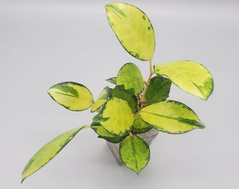 Hoya australis ‘Lisa’ Rooted Plant | Variegated Hoya Houseplant | Collector Tropical Plant