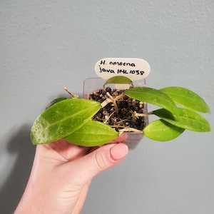 Hoya Amoena Java IML 1038 | Rooted Cutting in Vermiculite | Rare Tropical Houseplant with Long Veins & White Blooms