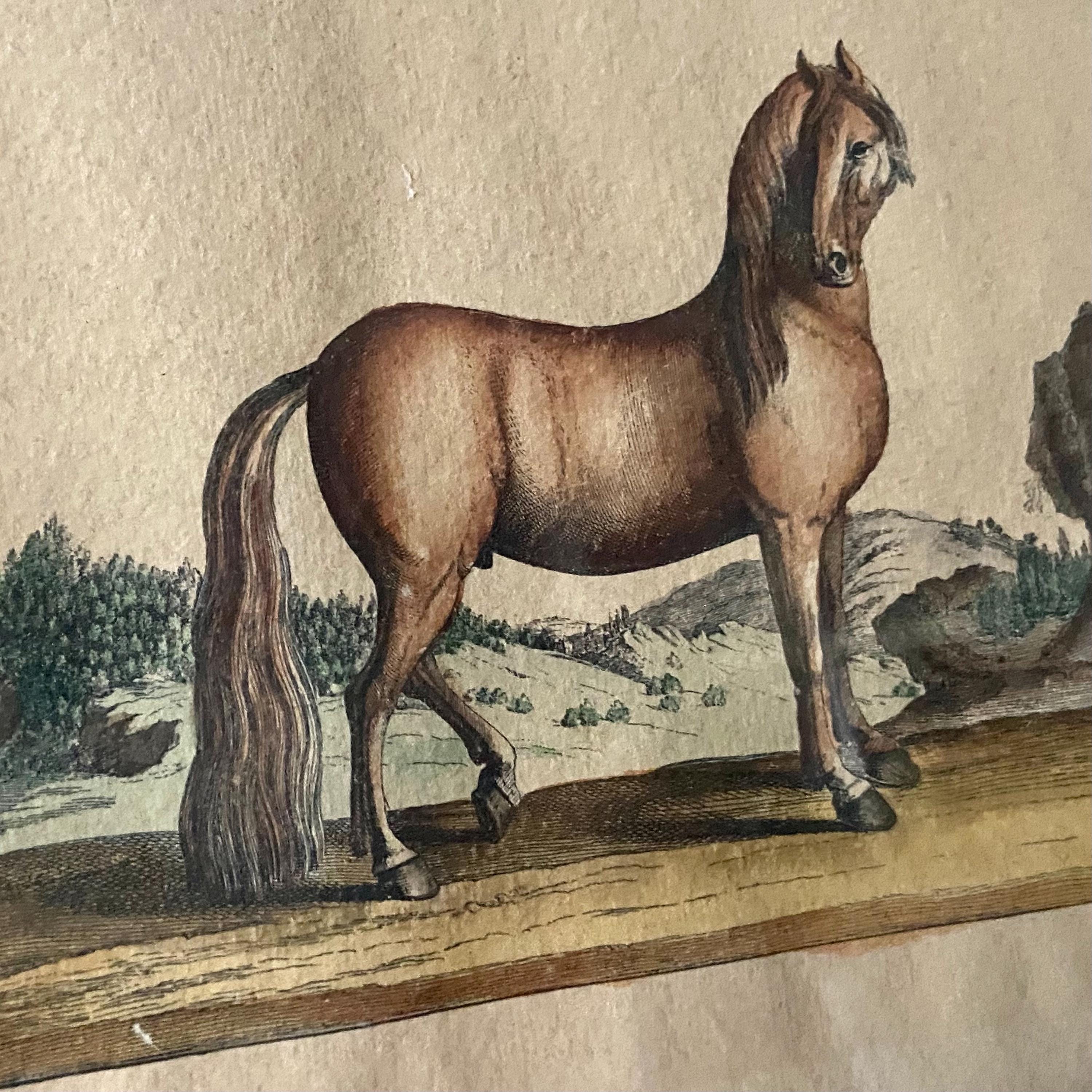 銅版画 - エッチング - ドイツの馬、1733年 - 書籍「L'art de monter