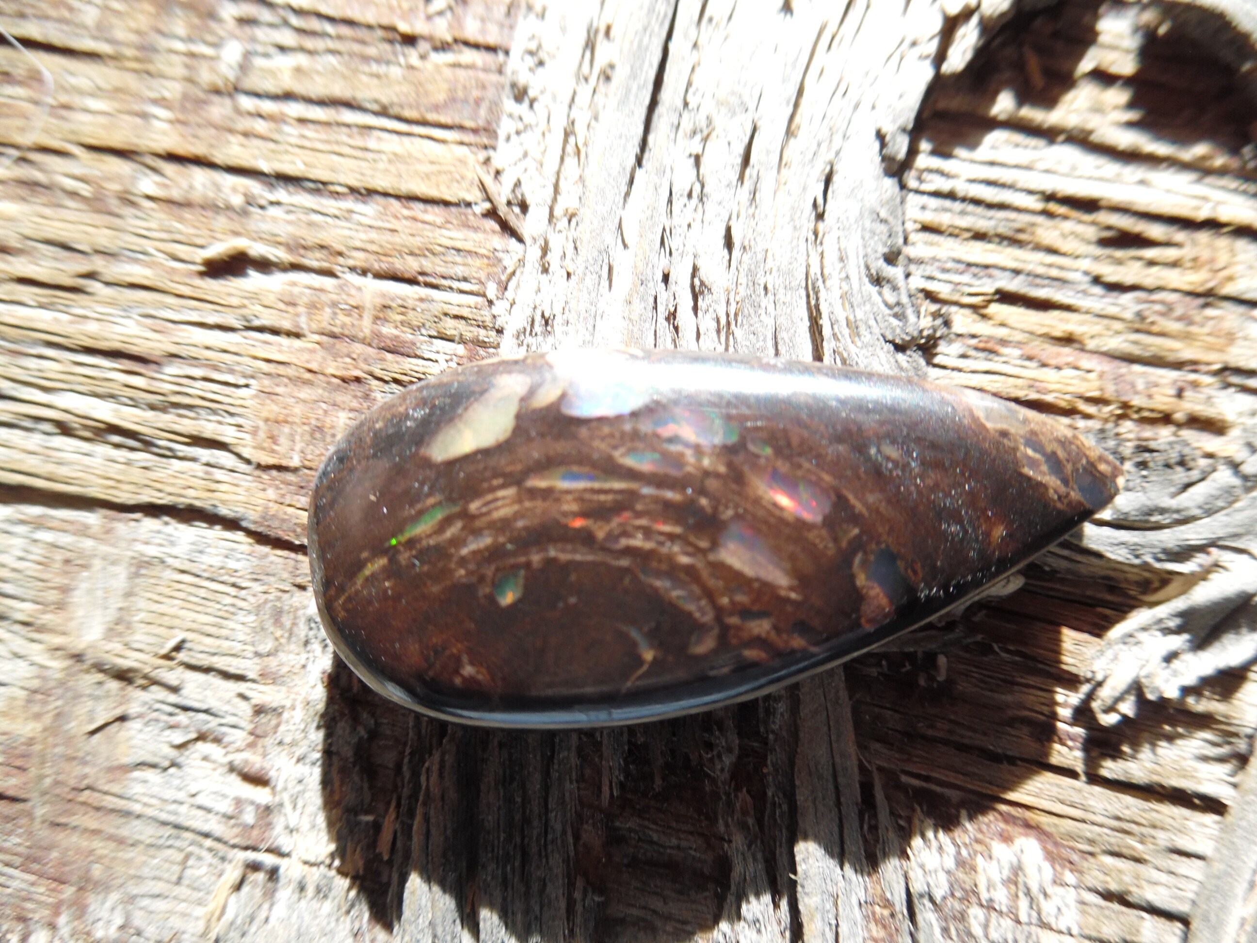 Conk opalized wood designer cabochon from Virgen Valley Etsy