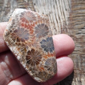 Fossil coral designer cabochon fron Indonesia