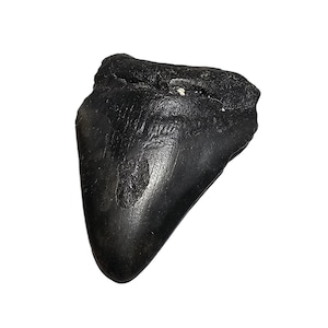 Genuine Megalodon Tooth Fragment - Ancient Fossil (3.15 inch)