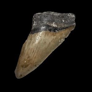 Genuine Megalodon Tooth Fragment: 4.7&quot; Fossil
