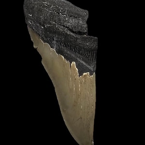 Genuine Megalodon Tooth Fragment - 5.1 Inch Fossil