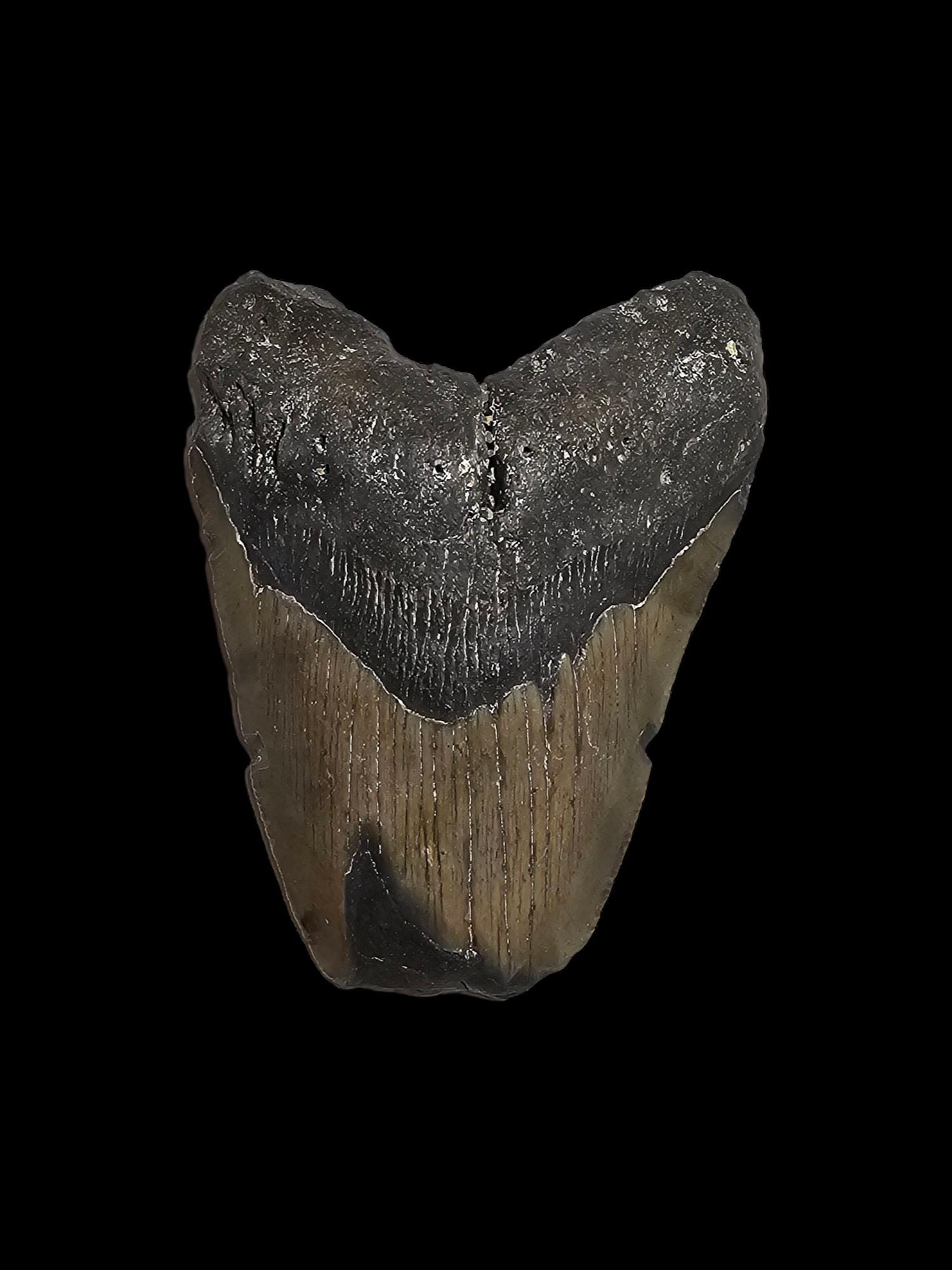 化石模様の岩石 化石C-23