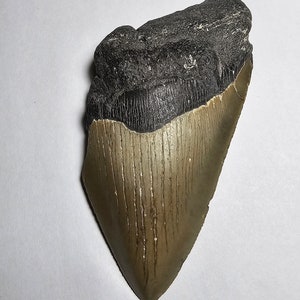 Megalodon tooth - genuine Megalodon tooth fragment