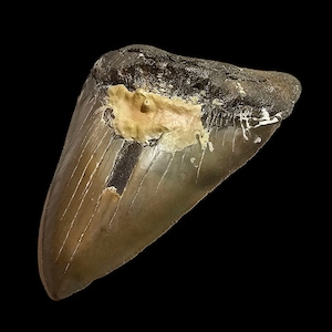 Genuine Megalodon Tooth Fragment - 5.3&quot; Fossil
