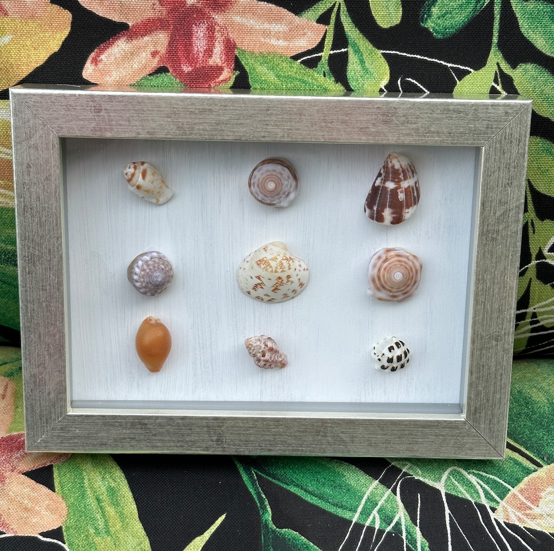 Sea Shell Shadow Box, Handmade in Hawaii, Genuine Sea Shells From ...
