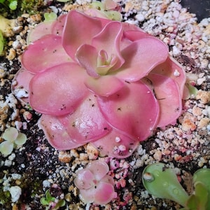 Pinguicula Pirouette | Live Carnivorous Butterwort Plant