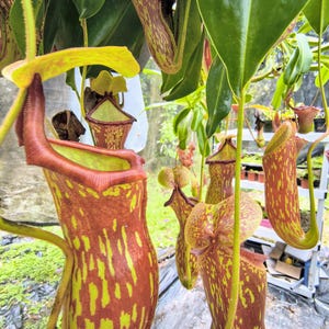 Nepenthes St. Gaya carnivorous pitcher plant