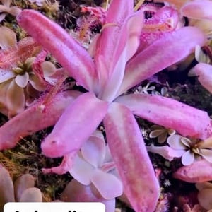 Pinguicula Aphrodite: Carnivorous Plant