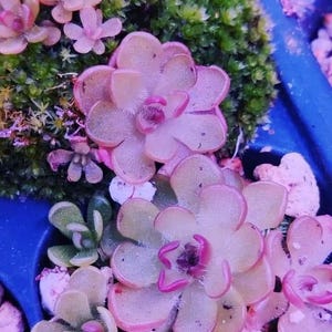 Pinguicula Rotundiflora x Gracilis