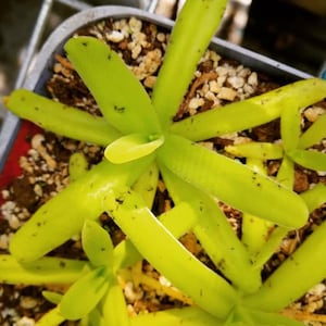 pinguicula butterwort Gigantea x Moctezume