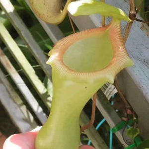 Nepenthes ventricosa Seedling - Carnivorous Pitcher Plant