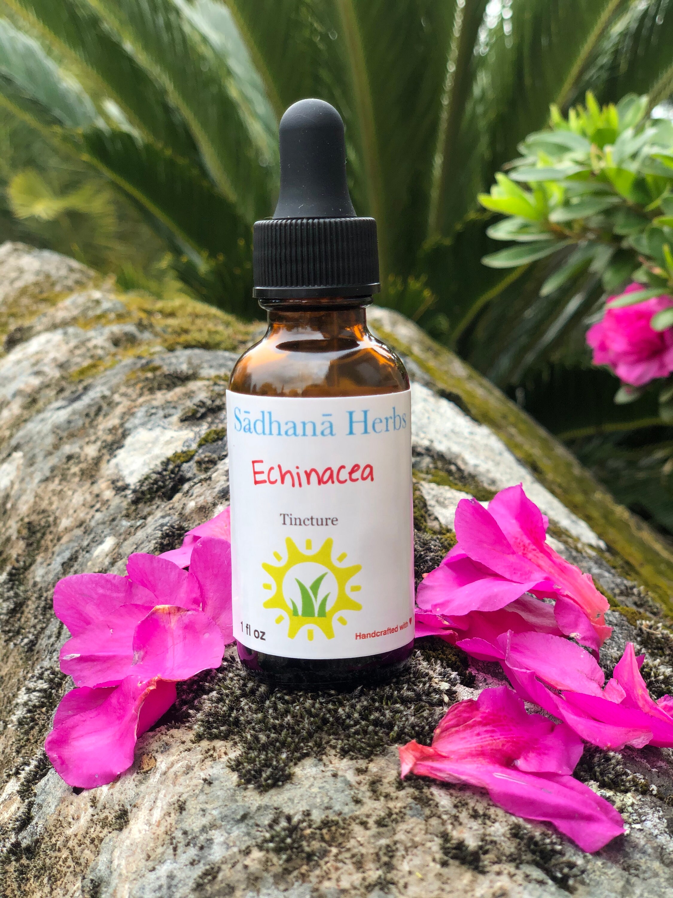 Echinacea Purpurea Tincture Echinacea Immune Support Herbal Etsy