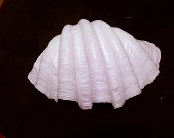 Vintage Giant Tridacna Claim Shell